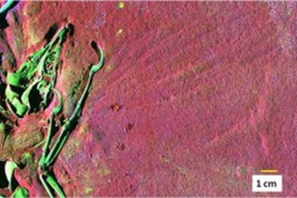 20110520083222Archaeopteryx-SRS-XRF-300x166.jpg