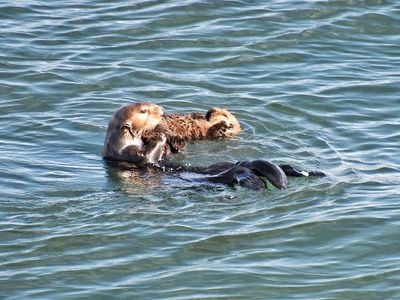 After making headlines this summer for &quot;stealing&quot; surfboards in Santa Cruz, the California sea otter known as 841 has been spotted with a new pup.