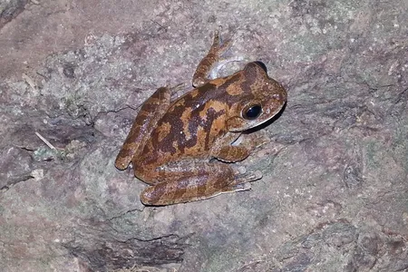 Male pug-nosed tree frogs confuse predators by overlapping their mating calls with those their neighbors. 
