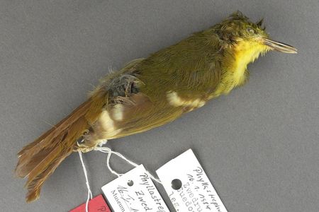 The only specimen ever collected of the erstwhile species Phyllastrephus leucolepis, or the Liberian Greenbul