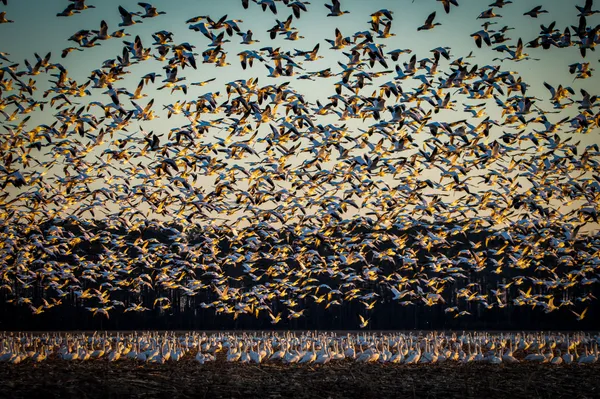 Tundra Swans Descend at Dusk thumbnail