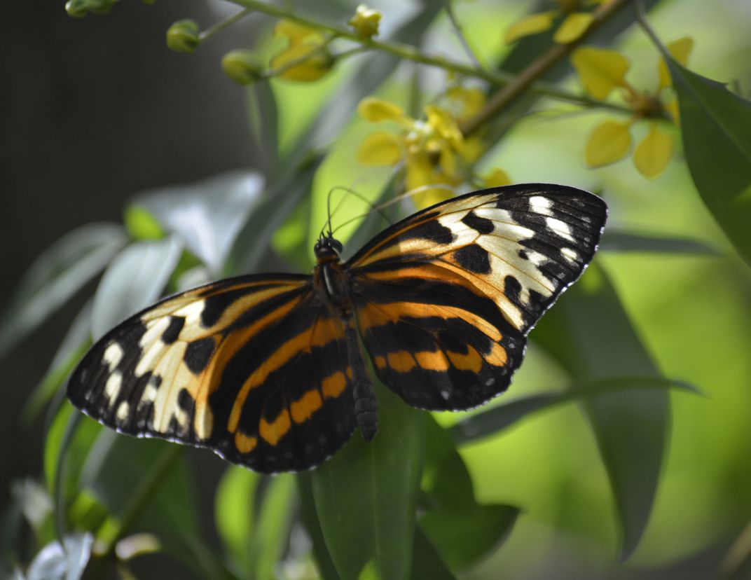 Butterfly With Illuminated Wings Smithsonian Photo Contest