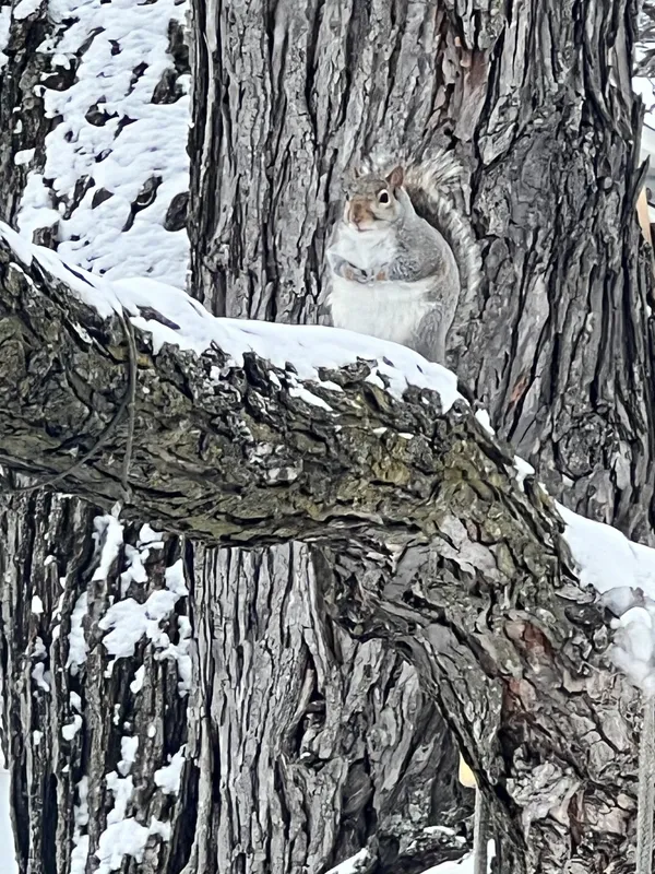 Squirrel out in snow waiting thumbnail