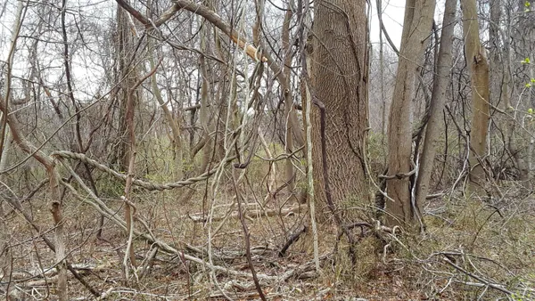 Mature woods overrun by vines in Caumsett State Park. thumbnail