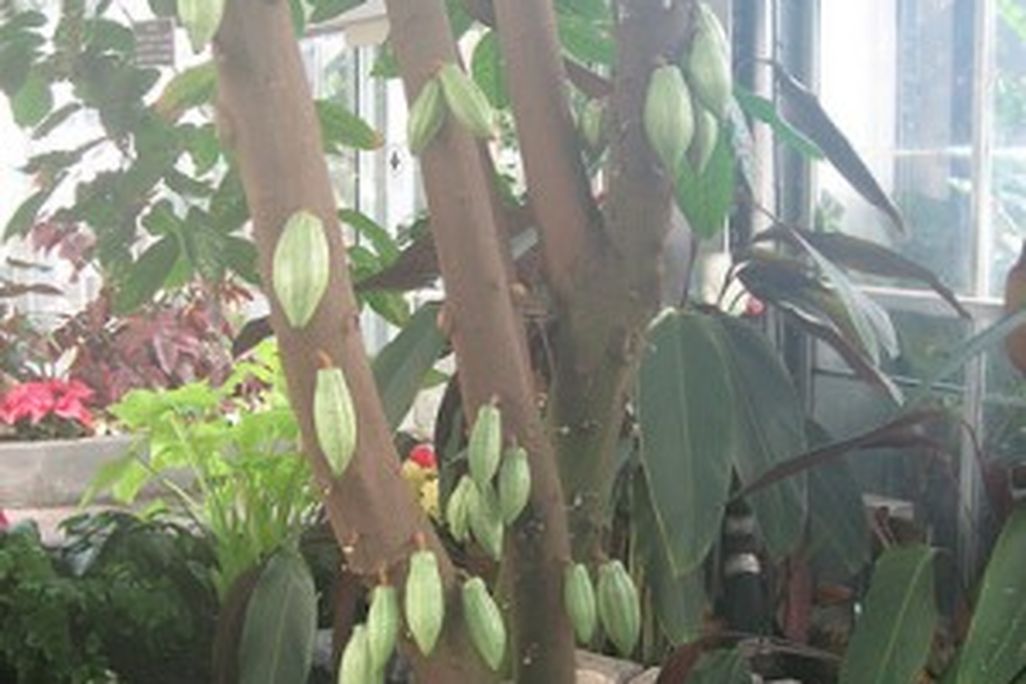 20110520090153cacao-at-us-botanic-garden-by-flickr-beautifulcataya-300x400.jpg