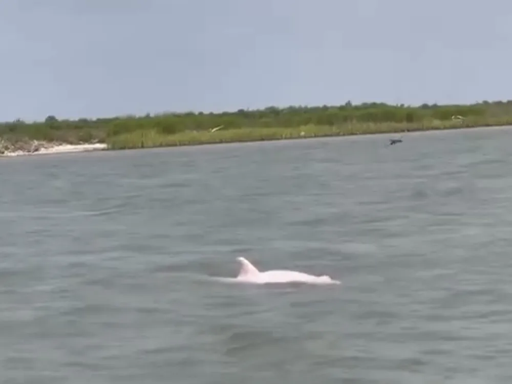 Rare Pink Dolphins Spotted Swimming in Louisiana River