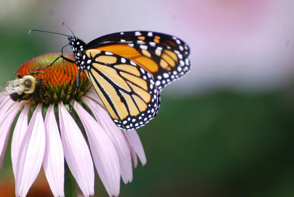 Pollination thumbnail