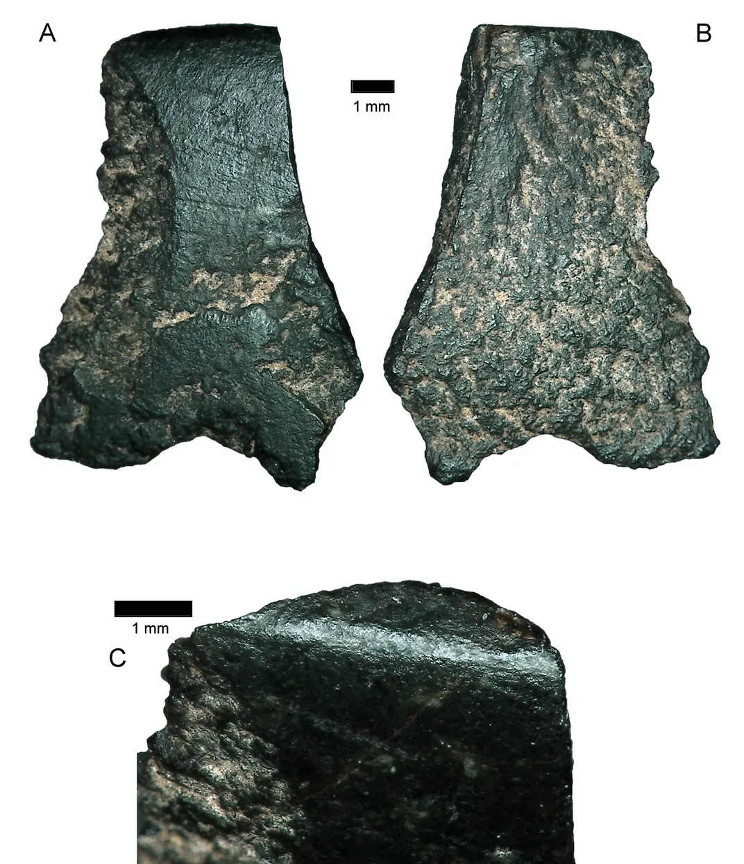 50,000-Year-Old Axe Shows Australians Were at The Cutting Edge of Technology