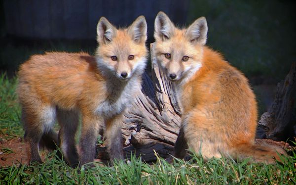 Red Fox Kits thumbnail