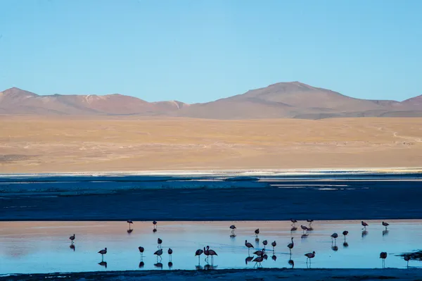 Ghosts of flamingos thumbnail