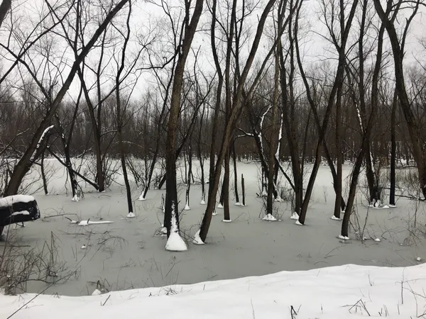 Mississippi River Swamp in Color thumbnail