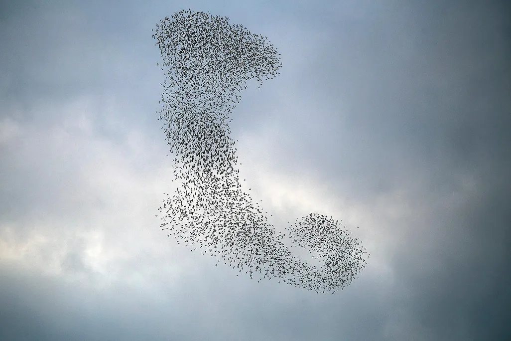 Starling Murmuration