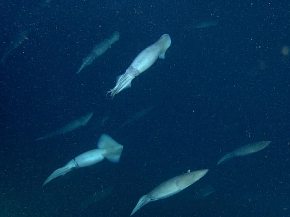 Deep-Sea Squids Glow to Communicate in the Dark