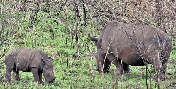 Rhino Mother and young calf thumbnail
