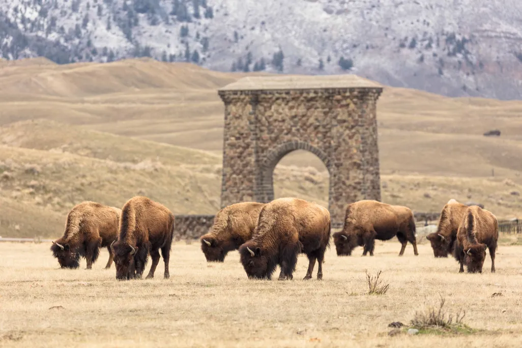 bison grazing in front of an arch