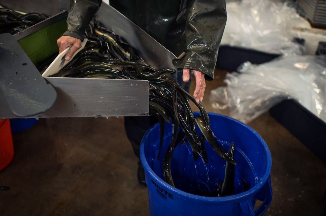 Alder guides live eels