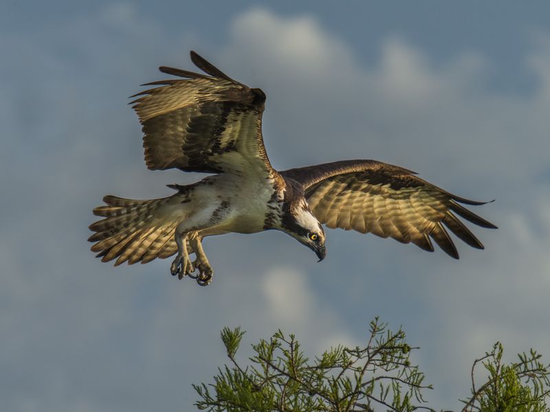 hunting osprey Smithsonian Photo Contest Smithsonian Magazine
