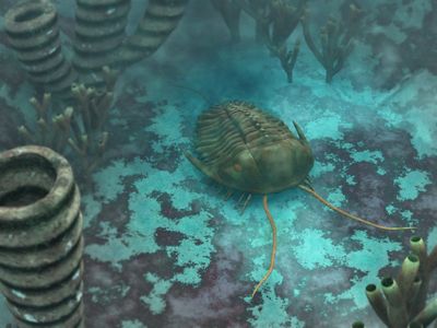 An artist's rendition of the Cambrian seafloor