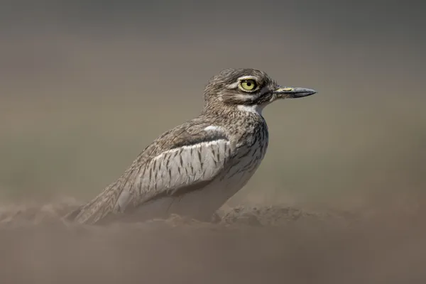 Dust Bird thumbnail