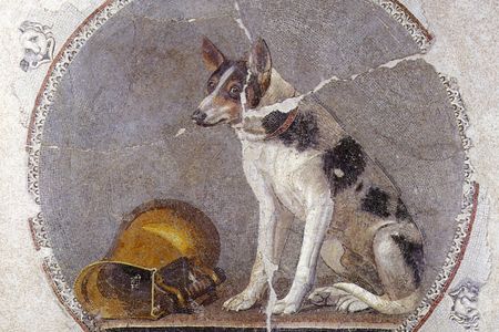 A genetic analysis revealed that by the end of the last ice age—around 11,000 years ago—there were a least five distinct lineages that gave rise to dogs in New Guinea, the Americas, northern Europe, the Near East and Siberia.

