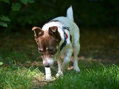 Dog urine conveys an array of information, including its owner's sex, age and reproductive status