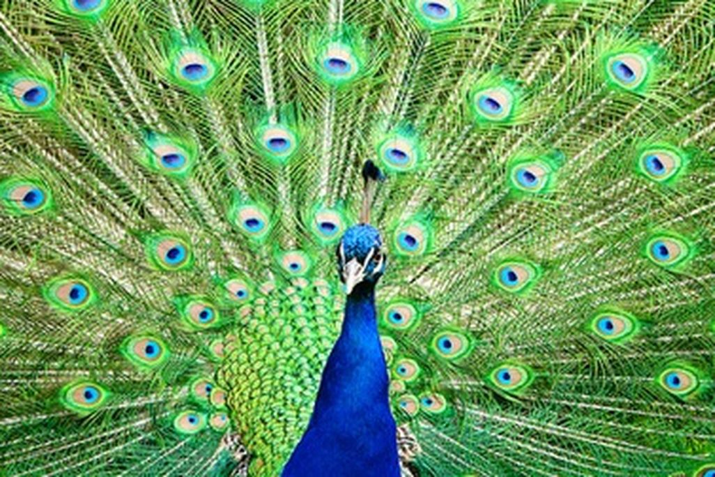 The Indian Peafowl may need help adapting to climate change.