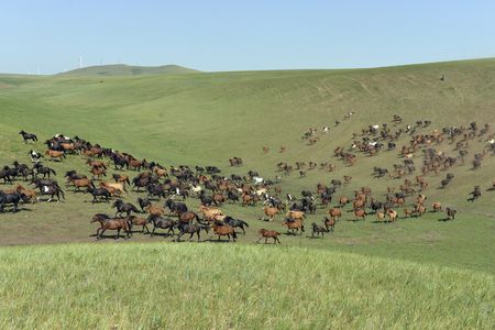 A herd of horses in Mongolia