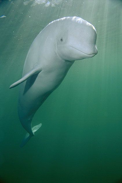 Amazing Underwater Photos of Ocean Creatures | Science| Smithsonian Magazine
