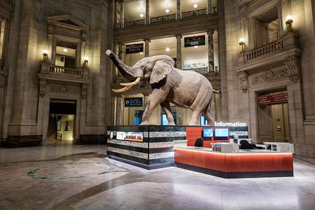 This African Bush Elephant is just the first of many photogenic sites for visitors at the Smithsonian’s National Museum of Natural History. (James Di Loreto, Smithsonian Institution)