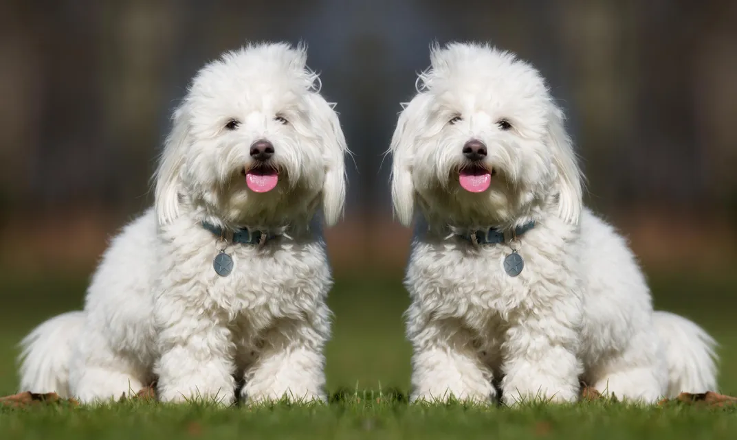 The Real Reasons You Shouldn't Clone Your Dog