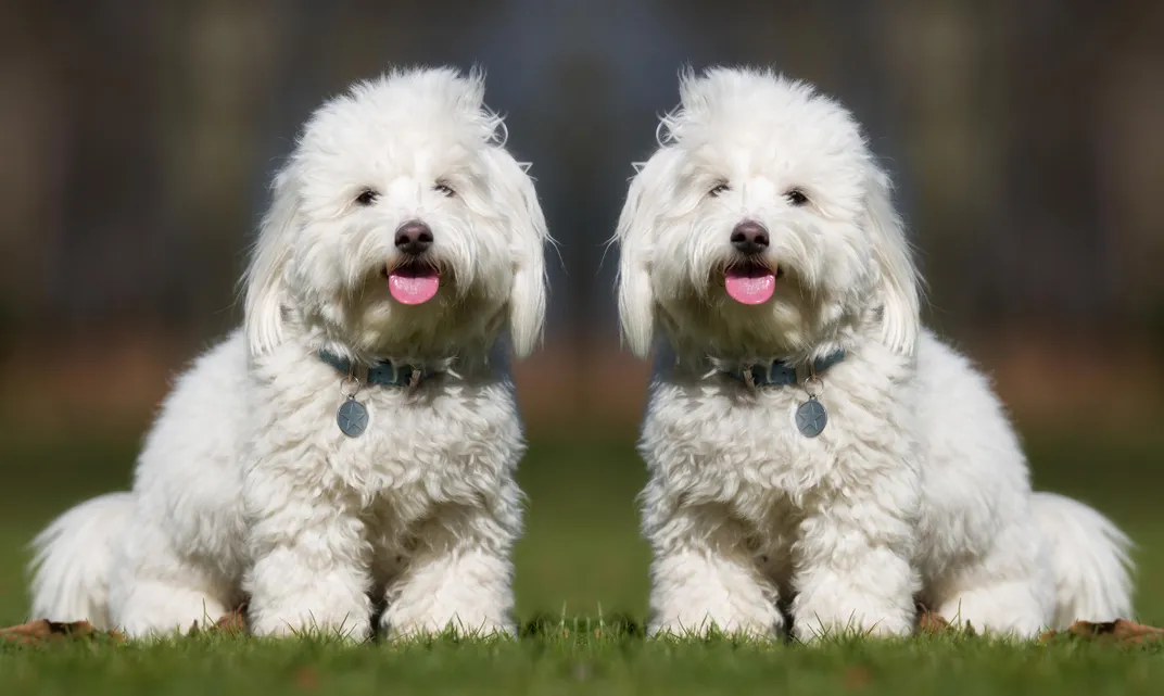 How Much To Clone A Dog - Gegu Pet