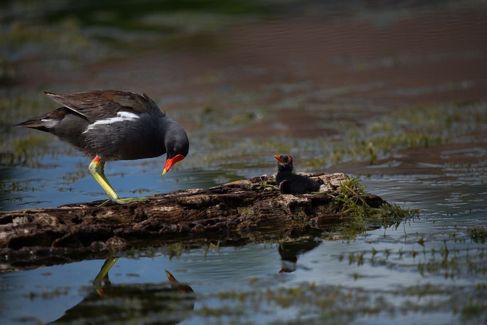 Common gallinule with chick on a log near the nest.