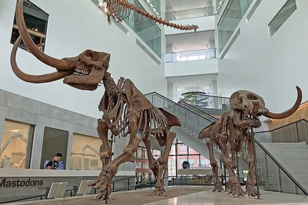 Mastodon skeletons stand on display at the University of Michigan Museum of Natural History in Ann Arbor.