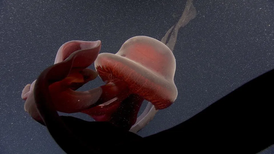 An image of a giant phantom jellyfish floating in the ocean. The jellyfish is a deep crimson color and has a bell-shaped head.