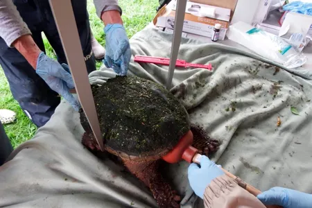 A harmless toilet plunger really takes the snap out of a snapping turtle.