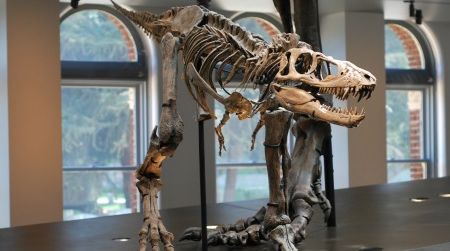 A reconstructed model of a young Tyrannosaurus at the Natural History Museum of Los Angeles County. Were these little tyrants covered in feathers?