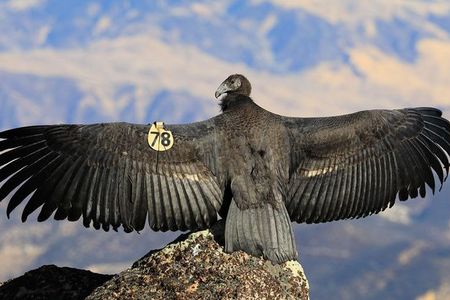 Scientists use a California condor specimen from 1835 — part of the Smithsonian’s very first collection of items — to study the critically endangered species. Pictured: a young California condor in Grand Canyon National Park.