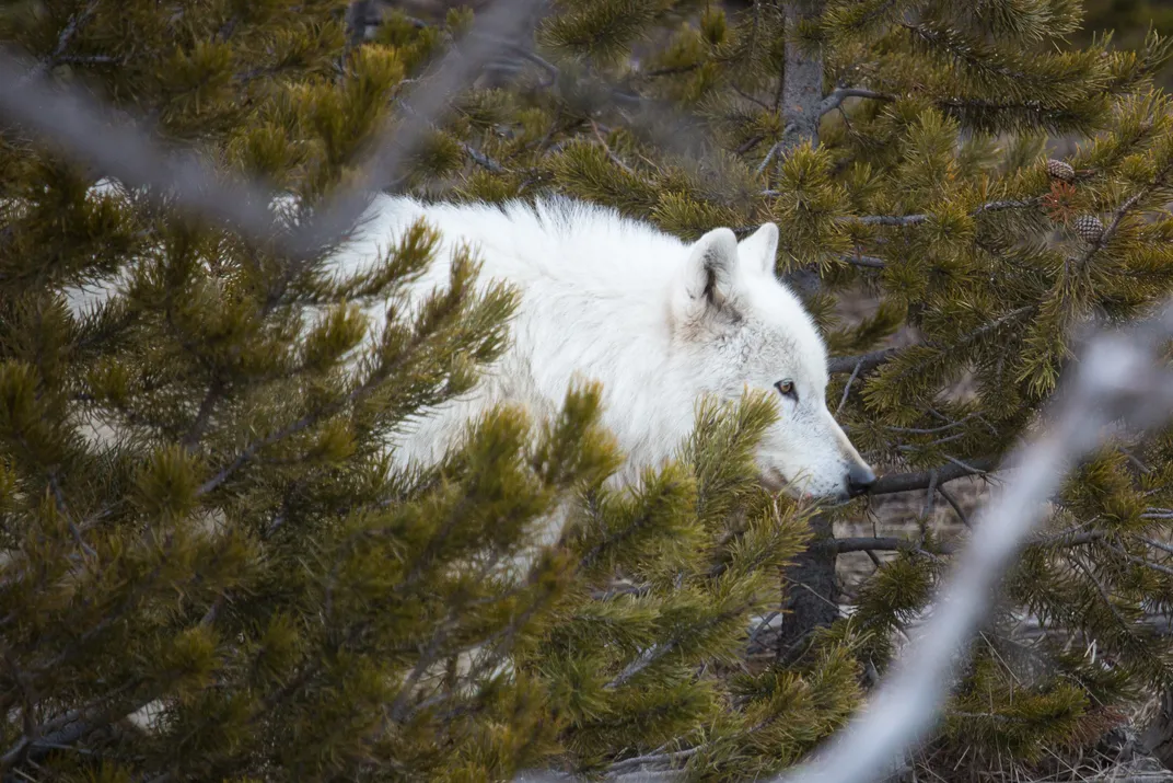 a white wolf behind some tree branches looks toward the right