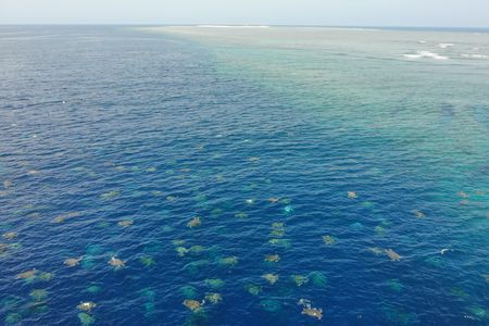 An aggregation of roughly 64,000 green sea turtles at Raine Island in Australia.