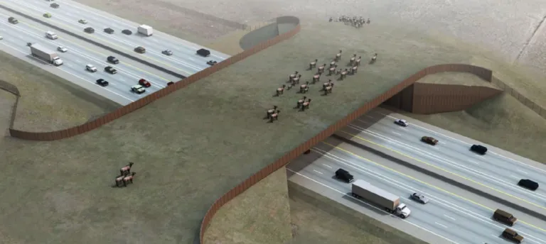 Rendering of wildlife bridge with elk crossing it