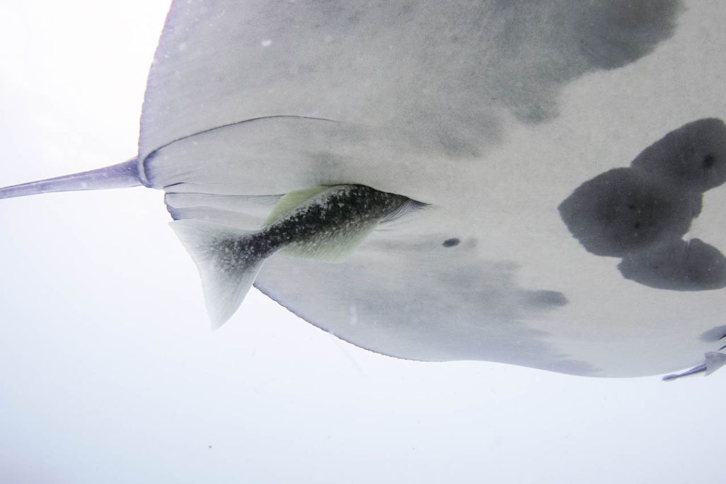Fish tail sticking out of an opening under a manta ray