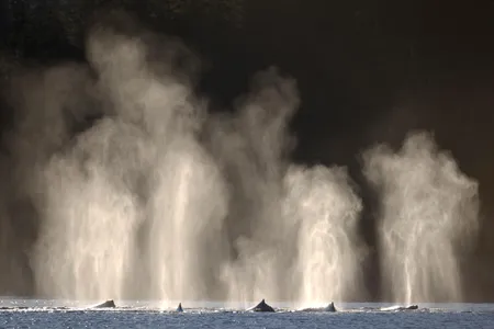 Where are the whales? 