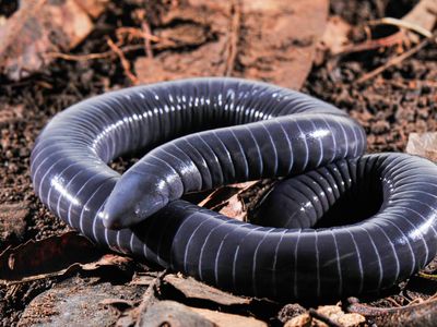 New research suggests this legless amphibian called a caecilian may be the first known amphibian to possess a venomous bite.