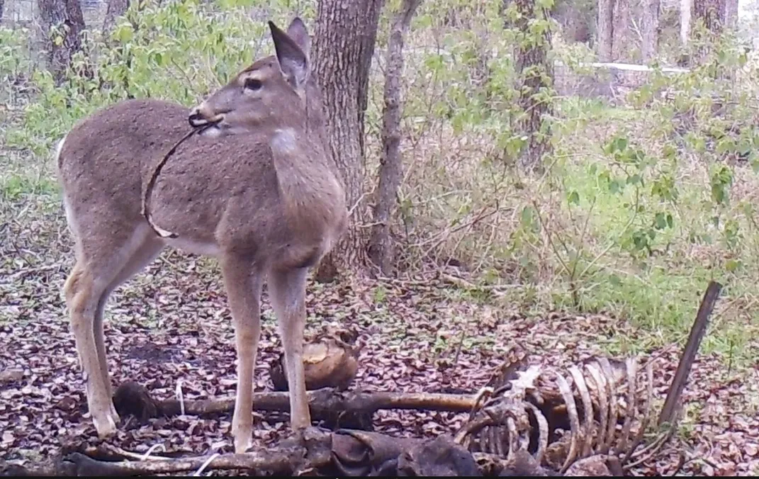 Deer rib lateral