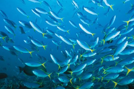 The waters around the Phoenix Islands Protected Area (yellow and blueback fusiliers) hold some of the world's most pristine coral reefs
