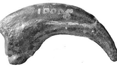 The formidable hand claw of Dryptosaurus