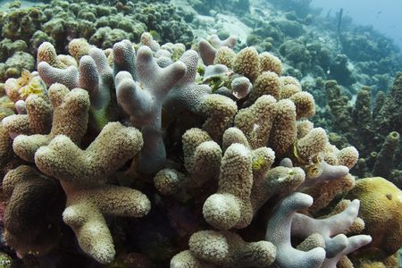 Finger coral's fatness and indiscretion when it comes to algal partners gives it an edge in warming waters.  