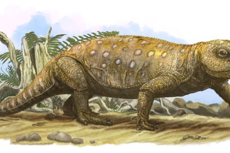 An artist&#39;s interpretation of how a rhynchosaur might have looked
