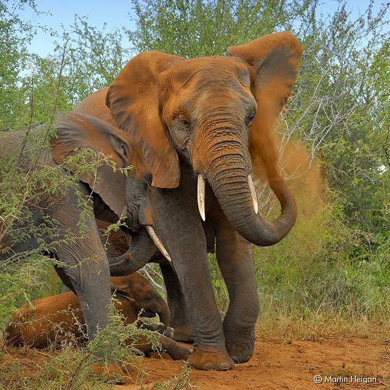 Nature, Baby Elephant Explores His World, Season 34