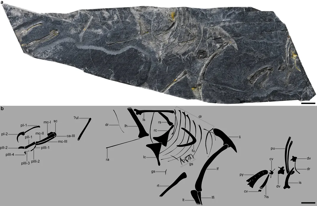 fossils in a slab of rock on a white background and a diagram of the small bones